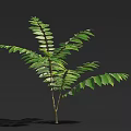 Arbor With Lush Green Leaves And Slender Trunk On Dark Background 3d model