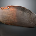 Brown Shell With Glossy Surface And Natural Texture On Dark Background