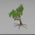 Unique Tree Plant With Exposed Roots Twisted Trunk Green Leaves And Small Red Berries