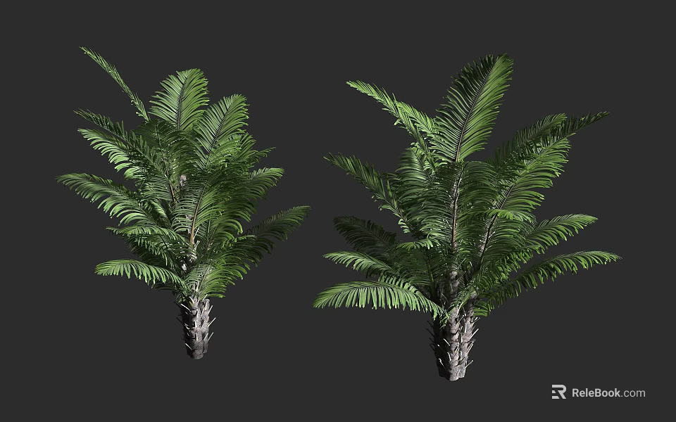 Two Lush Tropical Trees Featuring Green Fronds And Scaly Trunk Structure 3d model 