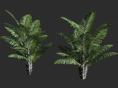Two Lush Tropical Trees Featuring Green Fronds And Scaly Trunk Structure 3d model