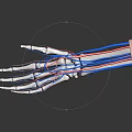 Detailed Medical Device 3D Hand Skeleton And Blood Vessel Anatomical Model