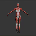 Full Body Human Muscle Anatomical Model as Medical Education Tool with Detailed Structure