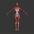 Modern Muscle Human Muscle 3d model