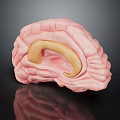 Detailed 3D Brain Anatomy Model Showing Pink Tissue And Yellow Structure
