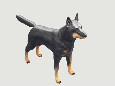 Black And Tan Dog Standing In Profile With Alert Ears And Tail 3d model