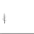 Elegant Arbor Tree Branch Structure with Intricate Line Design and Natural Silhouette