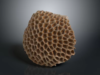 Bees Honeycomb Nest With Rounded Textured Structure On Dark Background 3d model