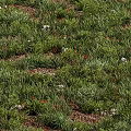 Natural Flowers and Plants in Lush Green Grass with White and Red Blooms