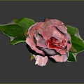 Pink Peony Plant With Green Leaves And Brown Stem On Gray Background