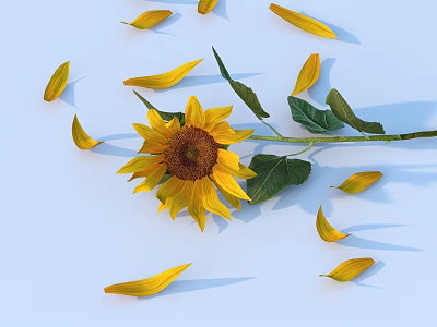 Bright Yellow Sunflower With Scattered Petals And Green Leaves On Light Blue Background 3d model