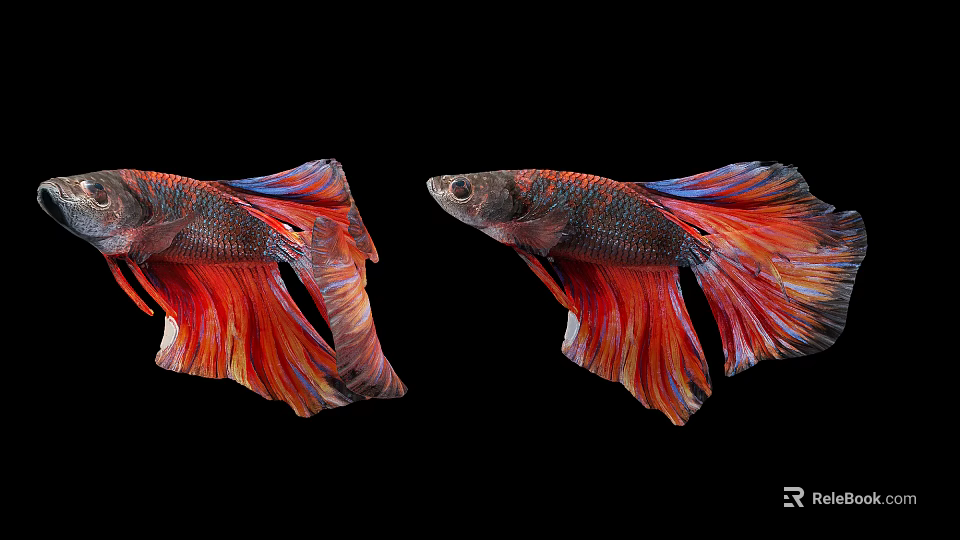 Colorful Betta Fish With Vibrant Red And Blue Fins On Black Background 3d model 