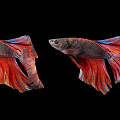 Colorful Betta Fish With Vibrant Red And Blue Fins On Black Background