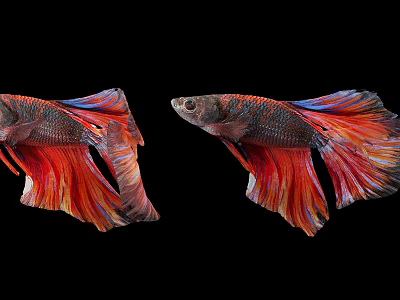 Colorful Betta Fish With Vibrant Red And Blue Fins On Black Background 3d model