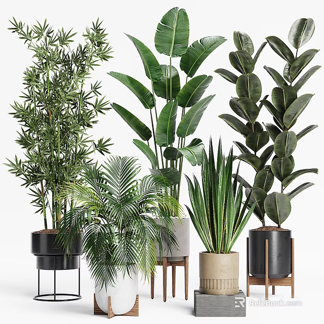 Indoor Potted Plants Bamboo Palm Rubber Snake Plant In Black Beige Pots On Stands Tables 3d model 