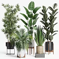 Indoor Potted Plants Bamboo Palm Rubber Snake Plant In Black Beige Pots On Stands Tables
