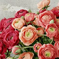 Fresh Red And Pink Flowers In Glass Vase With Scattered Petals On Wooden Table