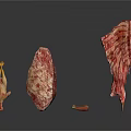 Organ and Hair Biological Specimens Showing Different Structural Characteristics