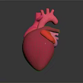 Anatomical 3D Model of Human Heart for Medical Education and Study