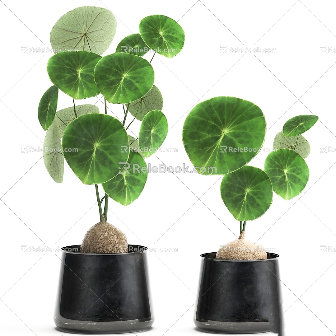 Modern Food Collection Plant suit Potted Plant 3d model