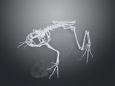 Highly Detailed Animal Skeleton Anatomical Structure 3D Rendered Isolated Dark Background 3d model