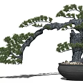 Artistic Pine Bonsai Tree With Curved Trunk In Dark Pot And Pebbles
