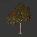 Vibrant Tree with Red and Green Leaves and Light Trunk Against Gray Background with Reflection