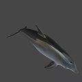 Detailed Realistic 3D Dolphin Model Swimming In Blue Background With Reflection 3d model