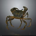 Brown Clawed Shiny Shell Crab Standing On Dark Background With Long Legs And Textured Body