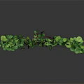 Green Leafy Plant With Red Vines In Spiral Shape On Dark Background