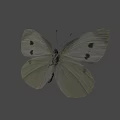 Beautiful White Butterfly With Black Spots Flying On Gray Background