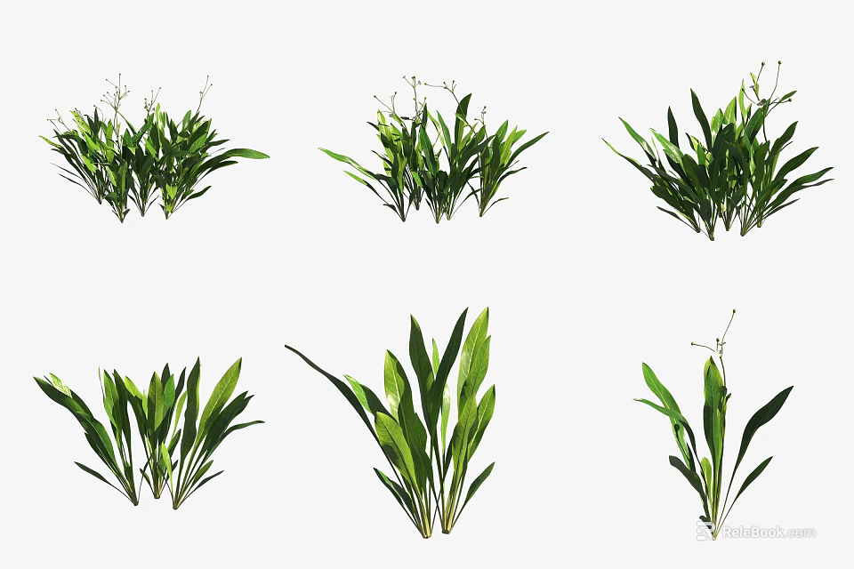 Different Green Aquatic Plants with Varied Leaf Shapes and Natural Growth 3d model 
