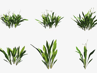 Different Green Aquatic Plants with Varied Leaf Shapes and Natural Growth 3d model
