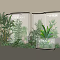 COSMOS Plant Combination In Transparent Display Cases With Green Leafy And Palm Plants