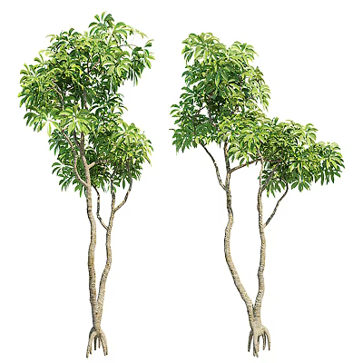 Two Tall Trees With Lush Green Foliage And Slender Brown Trunks Growing Naturally 3d model