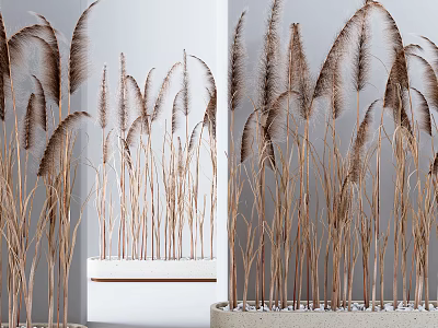 Elegant Potted Bonsai Plants With Brown Reed like Foliage In White Container 3d model