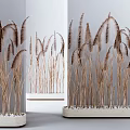 Elegant Potted Bonsai Plants With Brown Reed like Foliage In White Container