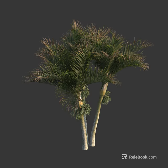 Tall Exotic Palm Trees With Lush Green Leaves And White Trunks Displaying Tropical Foliage 3d model 