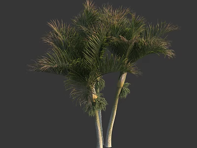 Tall Exotic Palm Trees With Lush Green Leaves And White Trunks Displaying Tropical Foliage 3d model