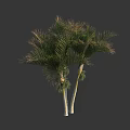 Tall Exotic Palm Trees With Lush Green Leaves And White Trunks Displaying Tropical Foliage