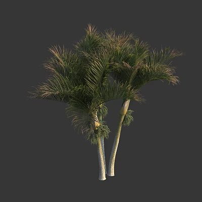 Tall Exotic Palm Trees With Lush Green Leaves And White Trunks Displaying Tropical Foliage 3d model