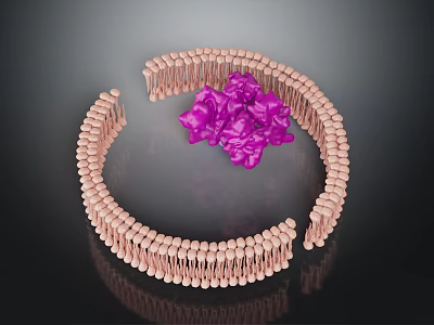 Cell Membrane Structure With Phospholipid Bilayer And Purple Membrane Protein 3d model