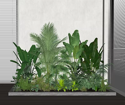 Various Green Plants With Large Leaves In Rectangular Planter By White Wall And Window Blinds 3d model