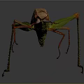 Colorful Stick Insect With Green And Red Body Long Slender Antennae On Grey Background