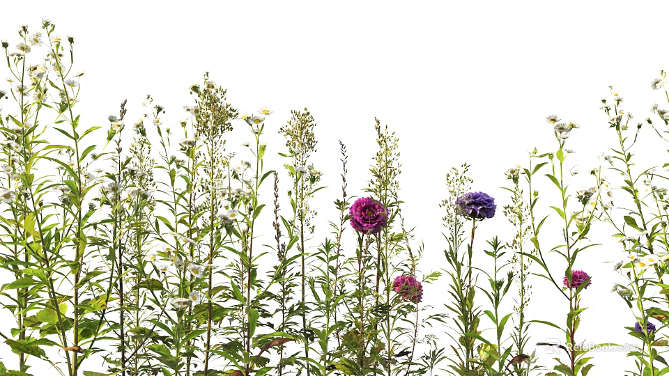 Colorful Garden Flowers With Purple Pink Blooms And Green Stems On White Background 3d model 
