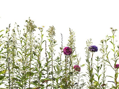 Colorful Garden Flowers With Purple Pink Blooms And Green Stems On White Background 3d model