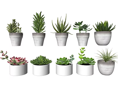 Bonsai Potted Plants Various Types Of Green Succulents In White Gray Pots 3d model