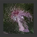 3D Volcano Terrain Model With Square Base Green Vegetation And Purple Lava Traces
