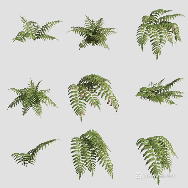 Green Fern Leaves In Various Shapes For Natural Garden Decoration 3d model 