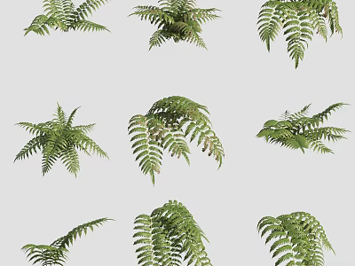Green Fern Leaves In Various Shapes For Natural Garden Decoration 3d model